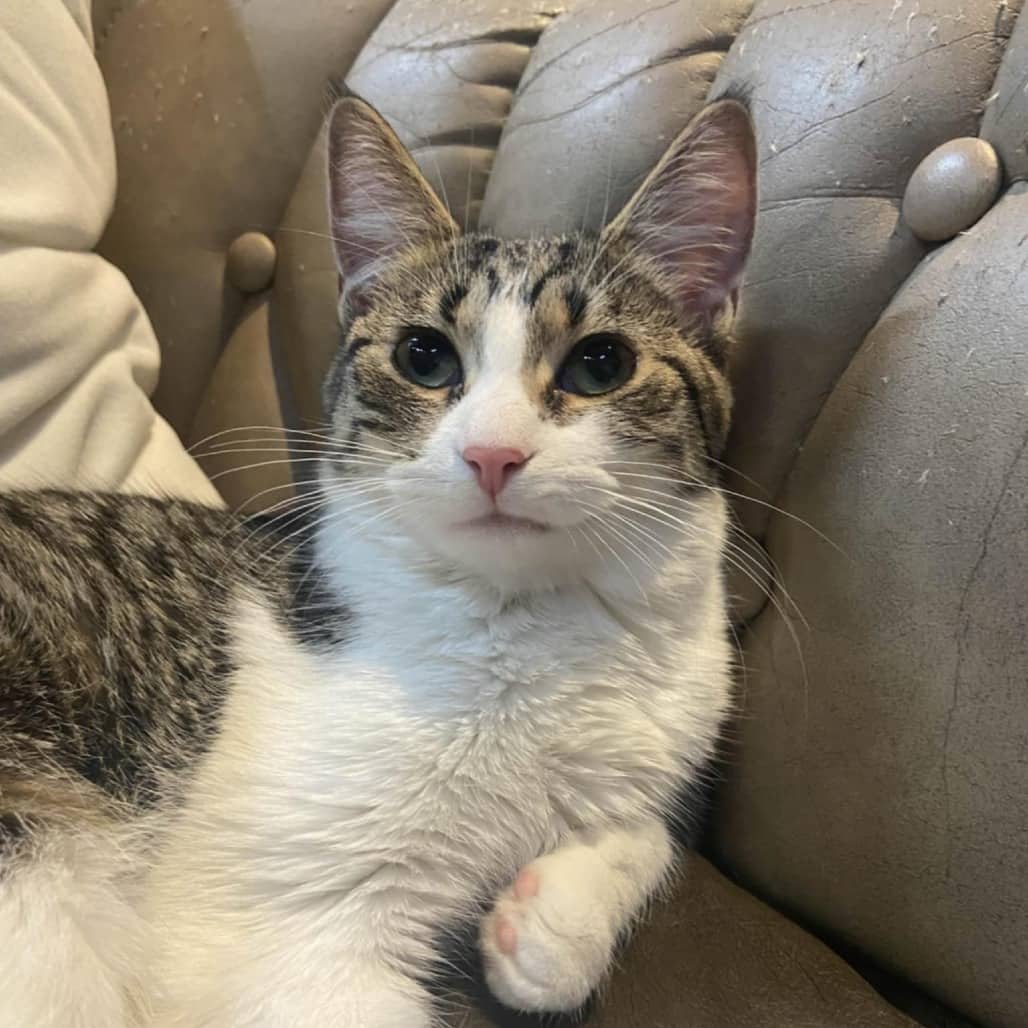 Maya - Domestic Shorthair cat available for adoption at Battlefords Humane Society in North Battleford
