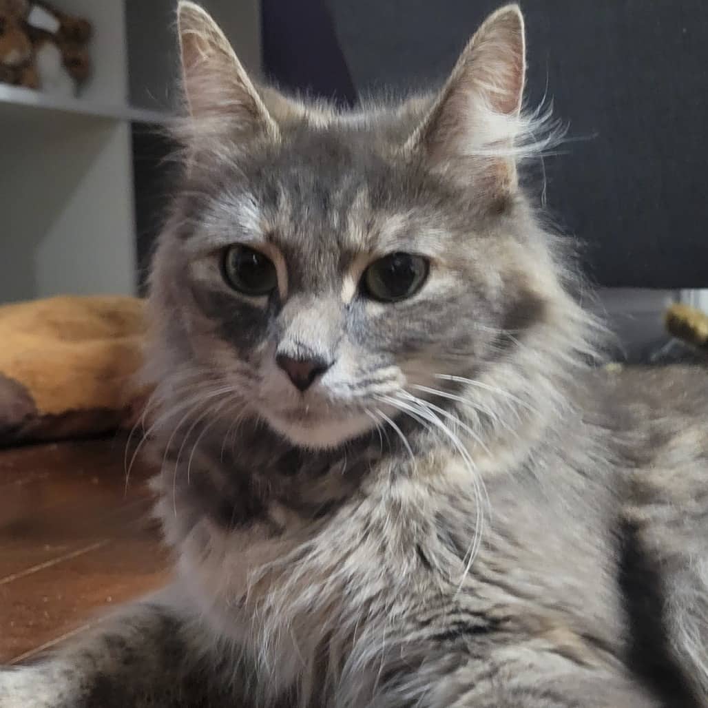 Scout - Domestic Medium Hair cat available for adoption at SCARS in Edmonton (1 of 6)