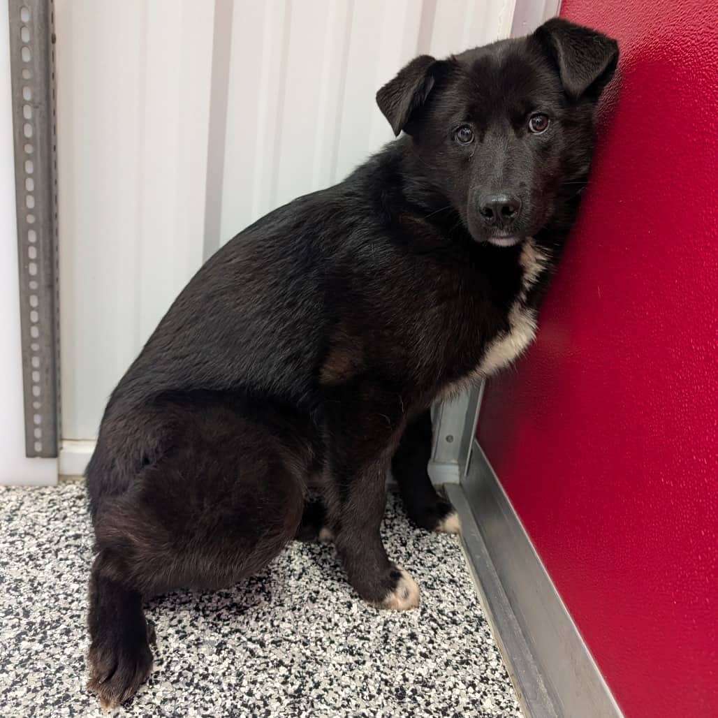 Tulip - COLLIE/MIX available for adoption in Calgary