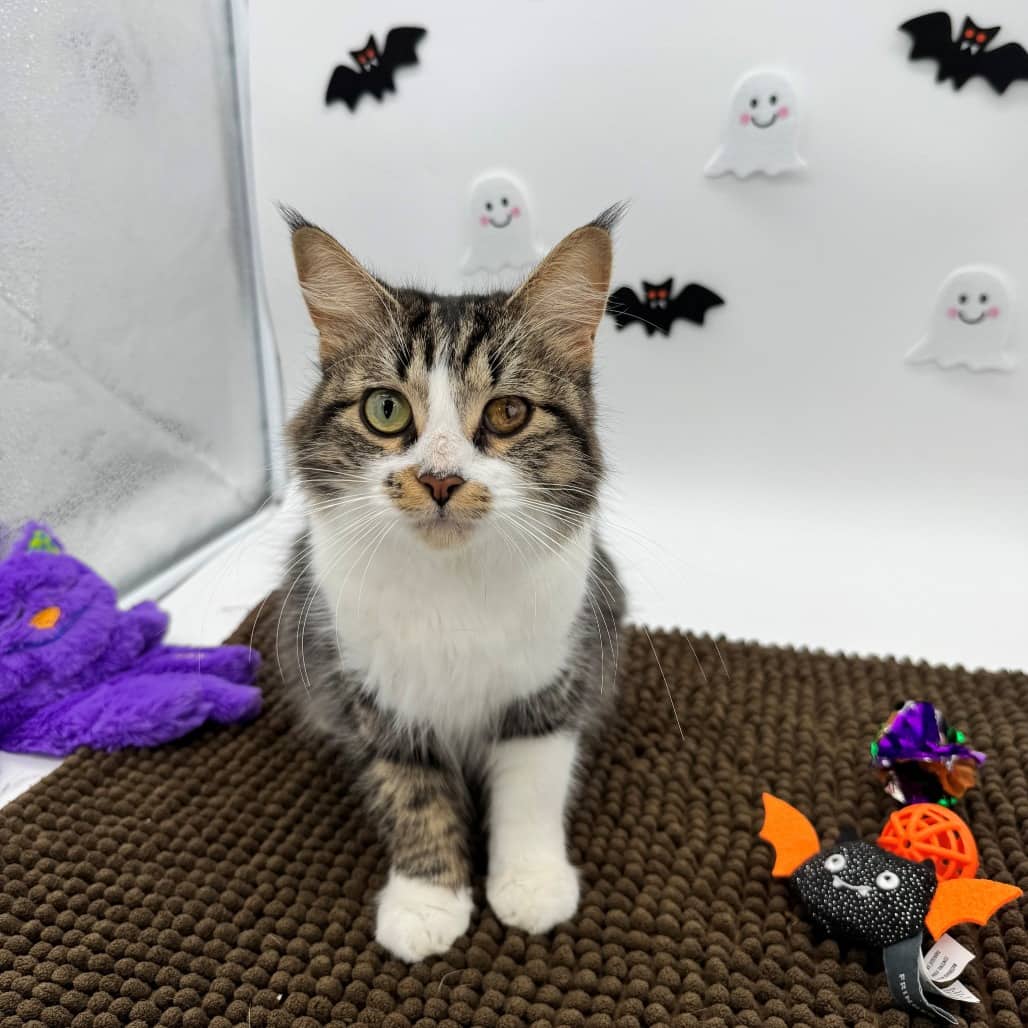 Mandolin - Domestic Shorthair cat available for adoption at Moose Jaw Humane Society in Moose Jaw