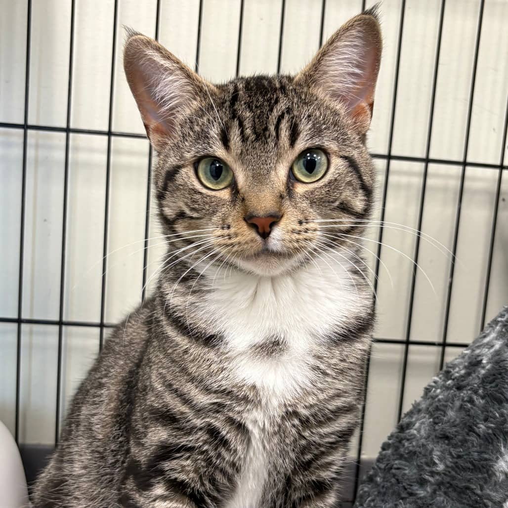 June - Domestic Shorthair available for adoption