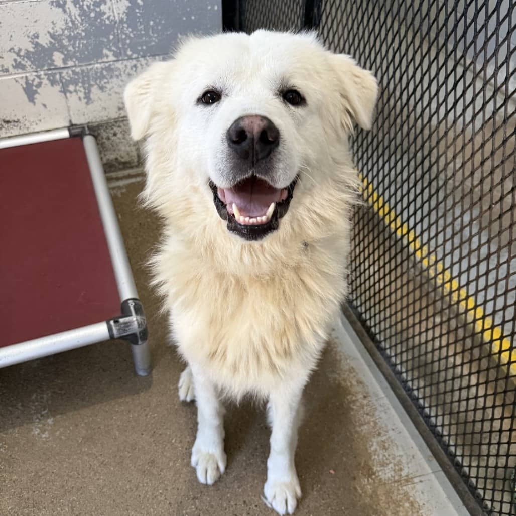 Odin - Pyrenees, Great available for adoption