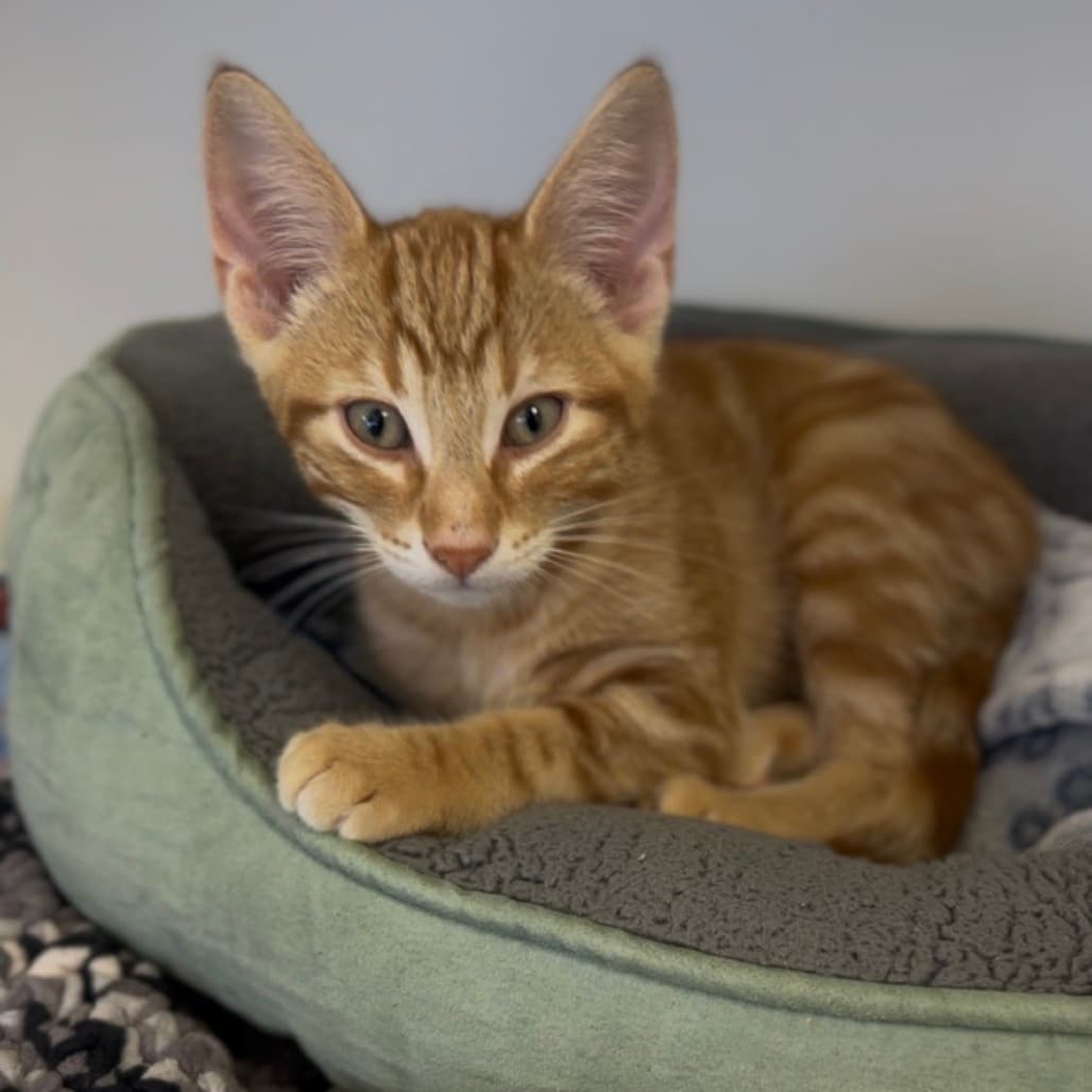 Ched - Domestic Shorthair cat available for adoption at Border Paws Animal Shelter in Lloydminster