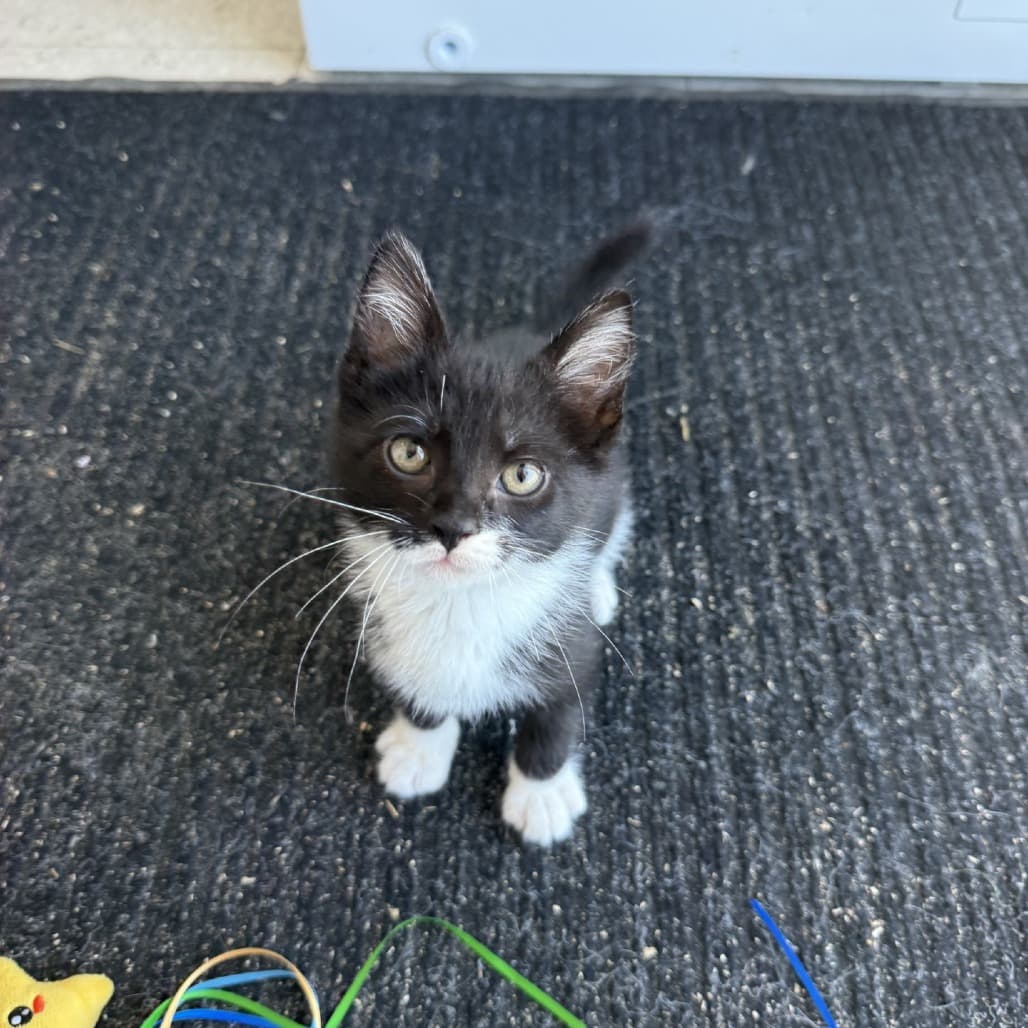 Tuck - Domestic Shorthair available for adoption