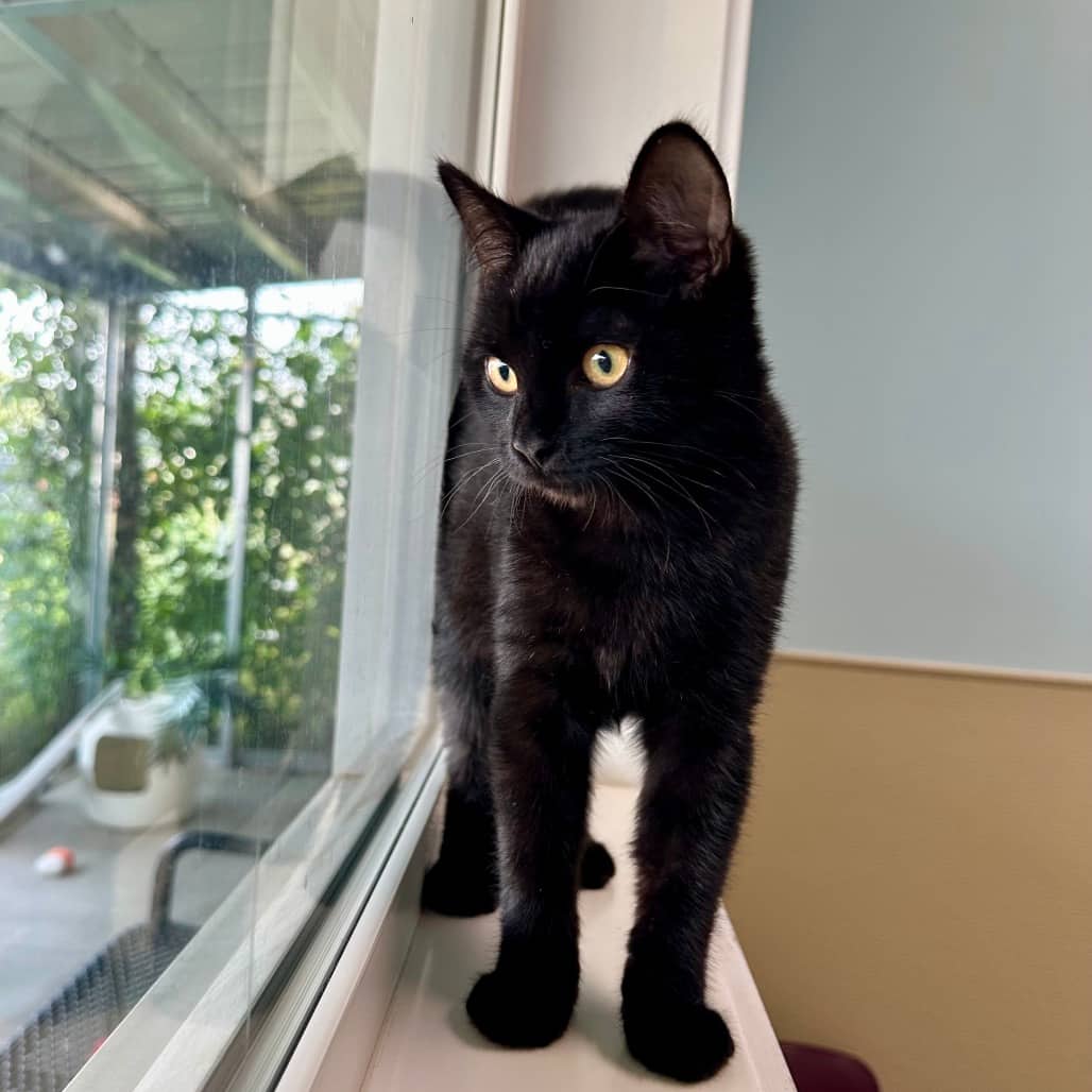 Beetle - Domestic Shorthair available for adoption
