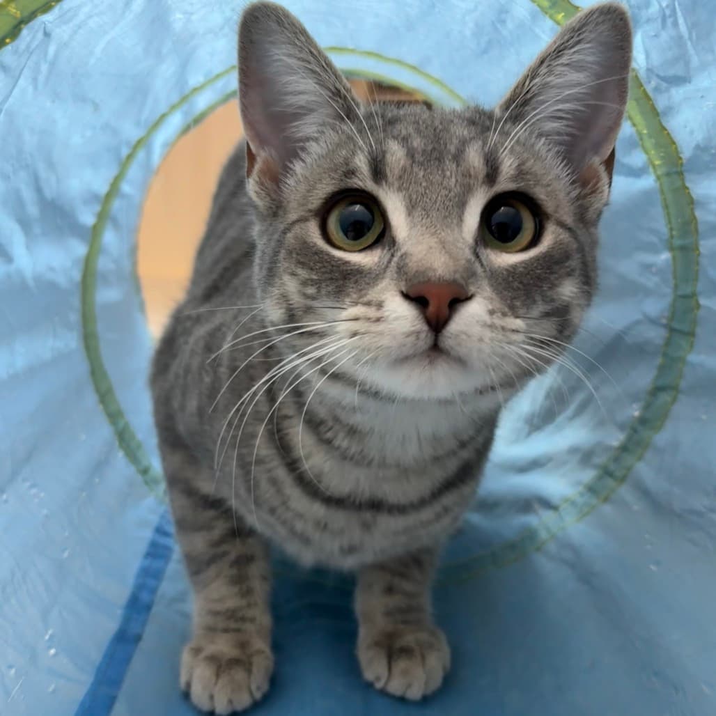 Delilah - Domestic Shorthair available for adoption