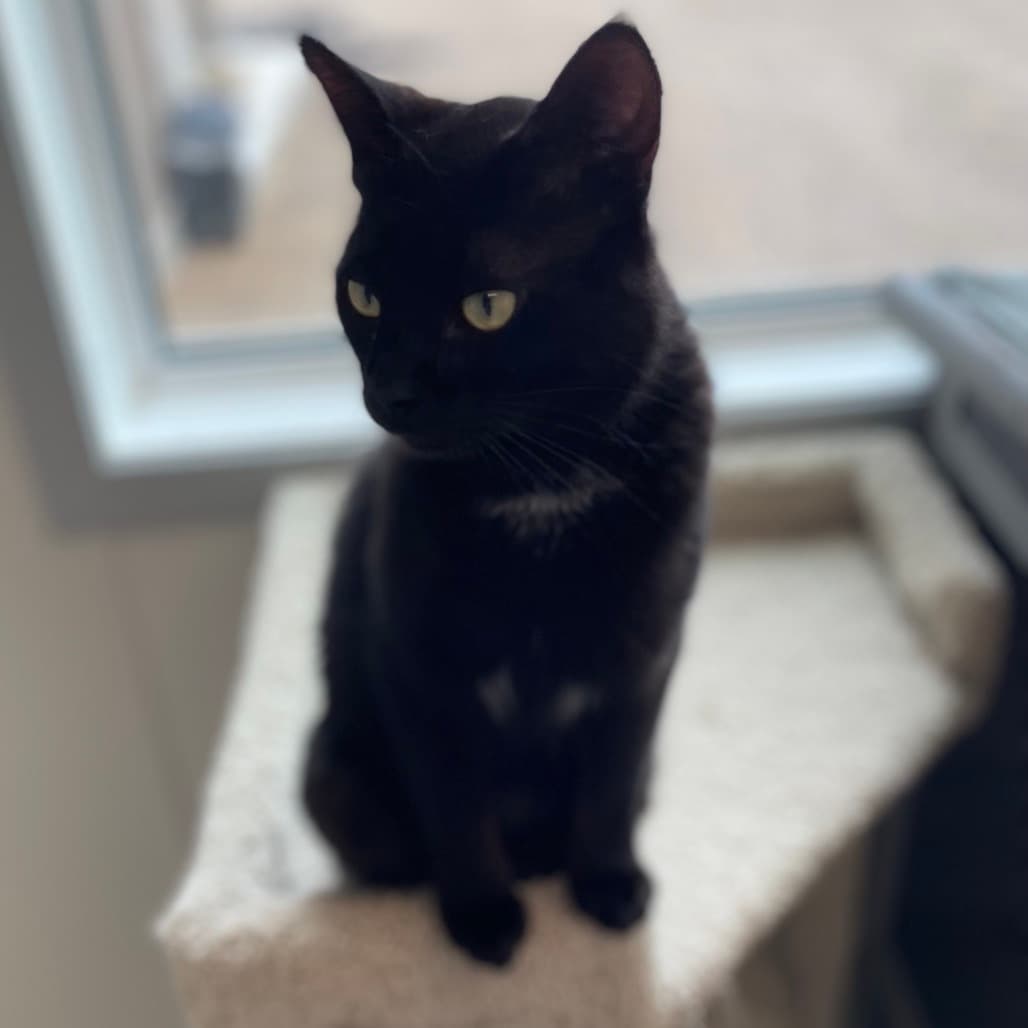 Ernie - Domestic Shorthair available for adoption