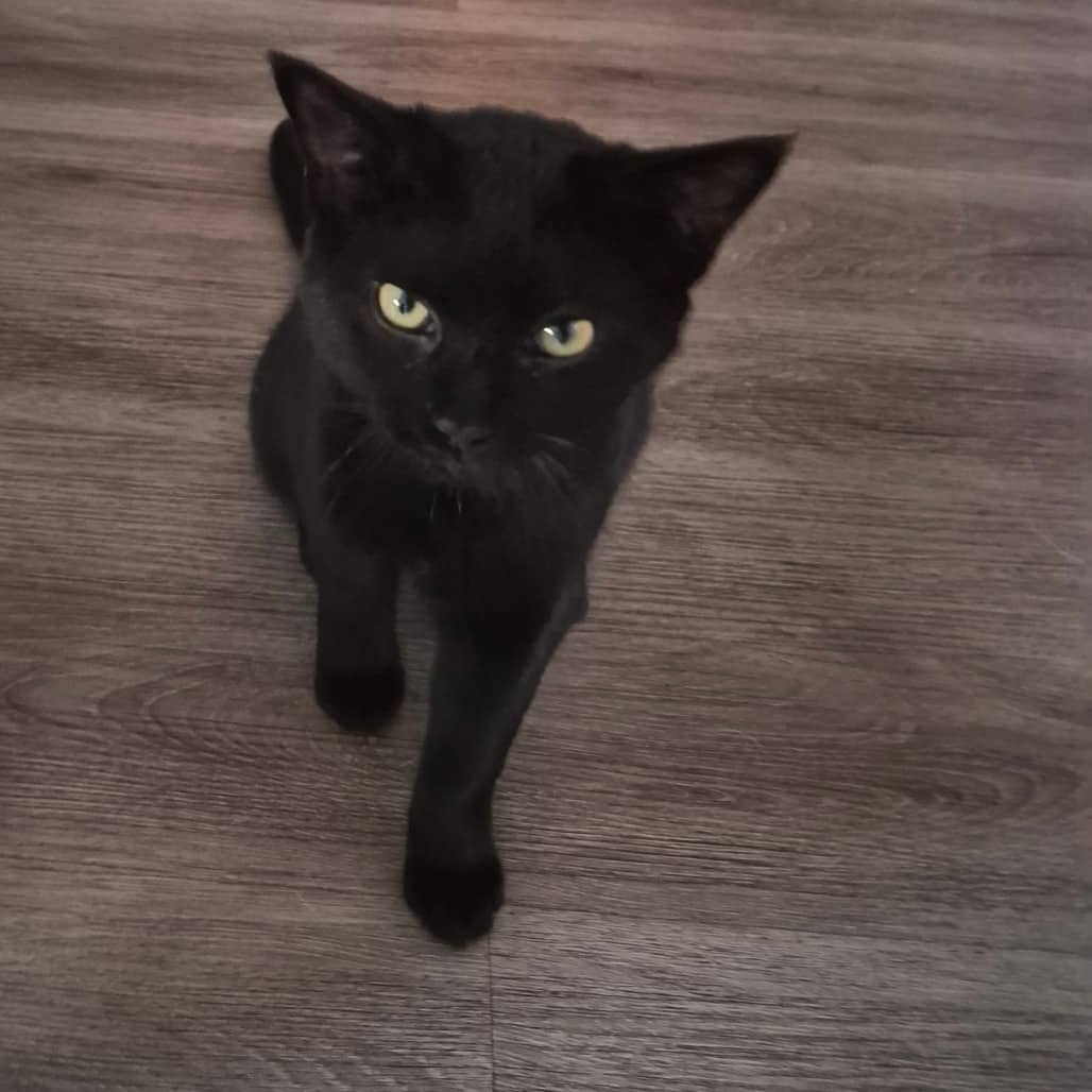 Constantine (bonded with Imogen) - Domestic Shorthair cat available for adoption at SCARS in Edmonton (1 of 6)