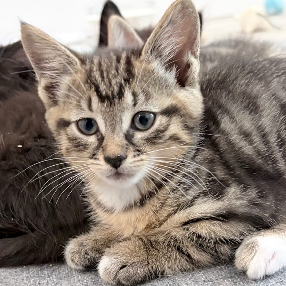 Millie - Domestic Shorthair cat available for adoption at Vancouver Orphan Kitten Rescue Association in Vancouver