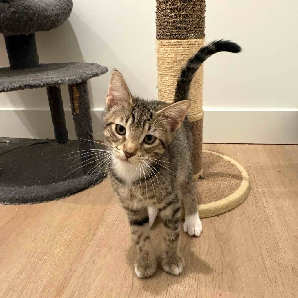 Statler - Domestic Shorthair cat available for adoption in British Columbia