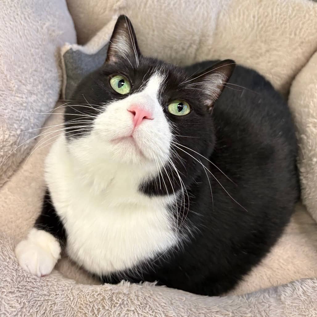 Doris - Domestic Shorthair / Unknown available for adoption
