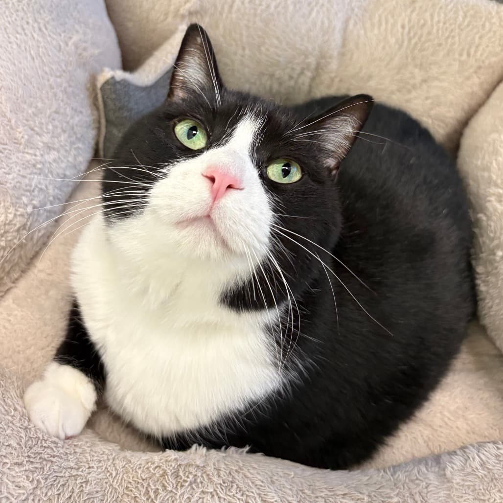 Doris - Domestic Shorthair / Unknown cat available for adoption at North East SPCA in Melfort