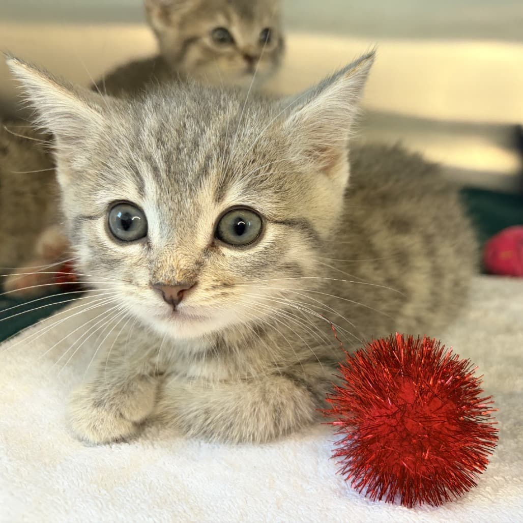 Bandit - Domestic Shorthair cat available for adoption at Moose Jaw Humane Society in Moose Jaw