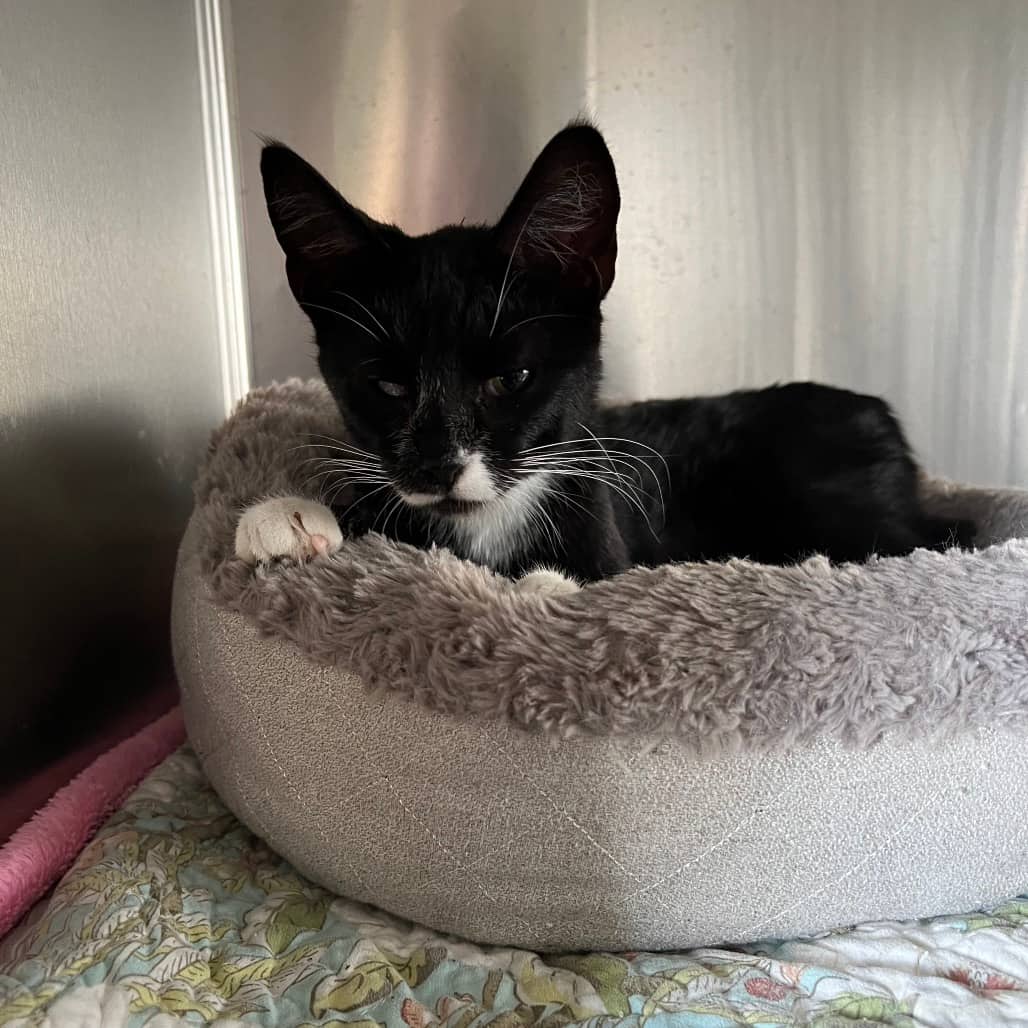 Cove - Domestic Shorthair cat available for adoption at SCARS in Edmonton