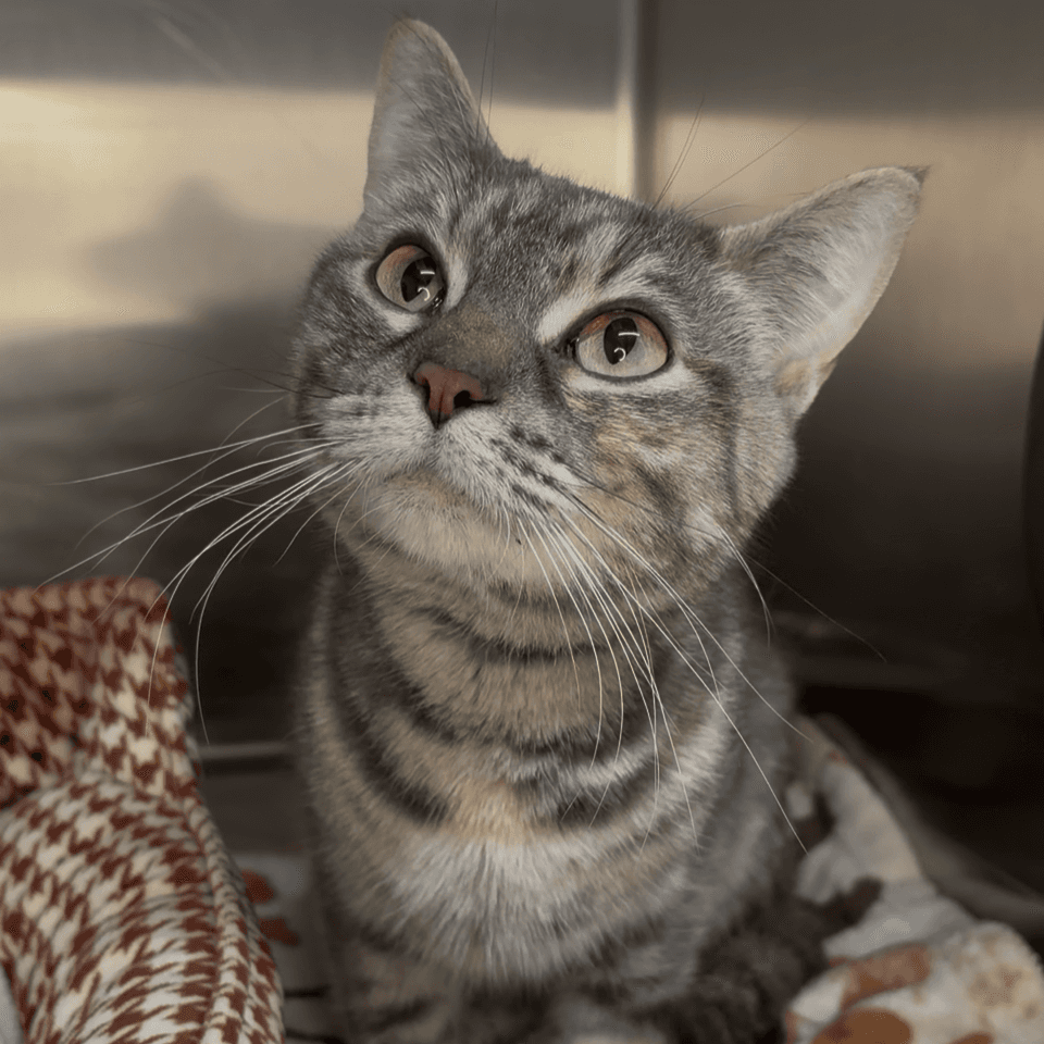 Dandelion - Domestic Shorthair cat available for adoption at Moose Jaw Humane Society in Moose Jaw