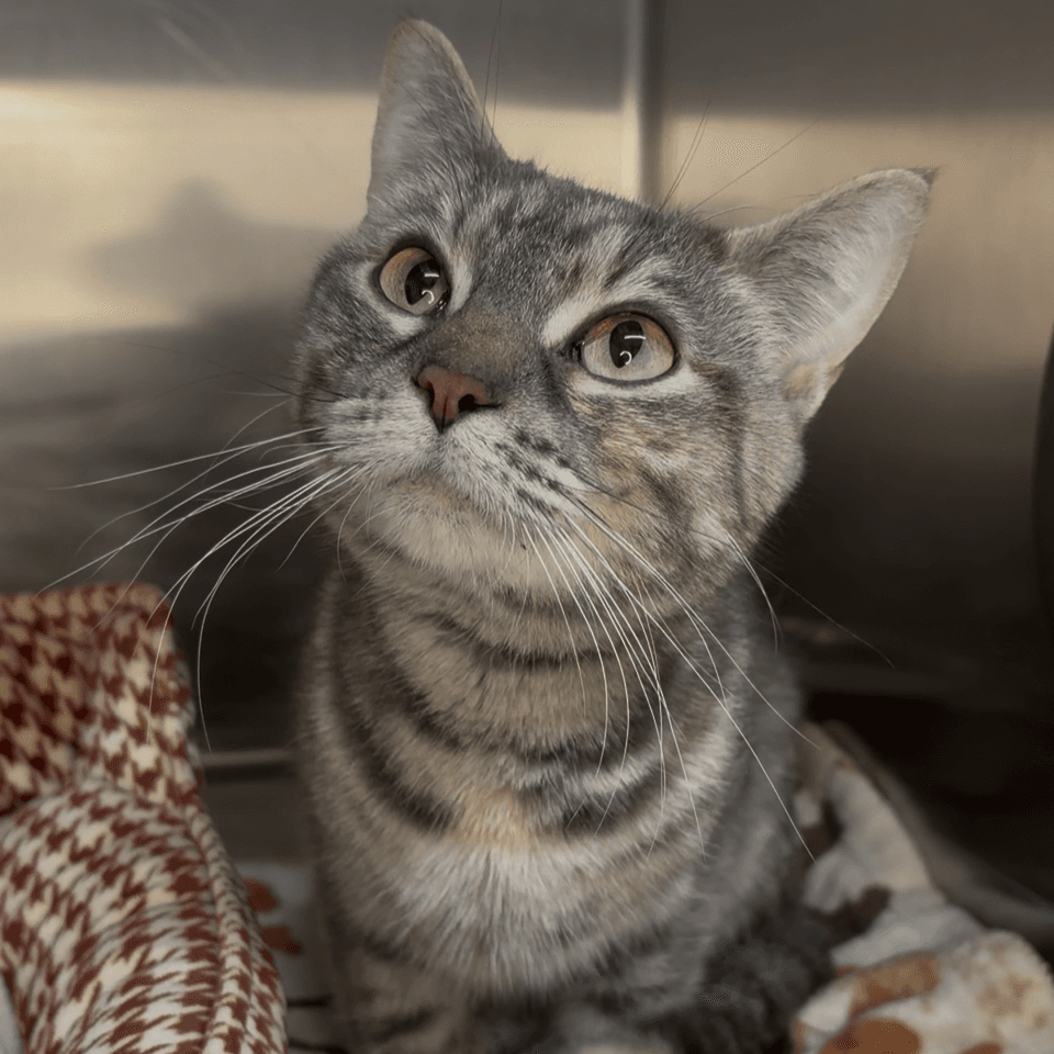 Dandelion - Domestic Shorthair cat available for adoption at Moose Jaw Humane Society in Moose Jaw