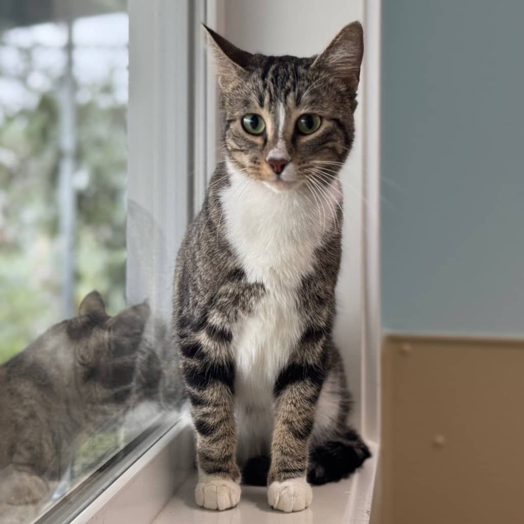 Feeza - Domestic Shorthair / Domestic Shorthair available for adoption