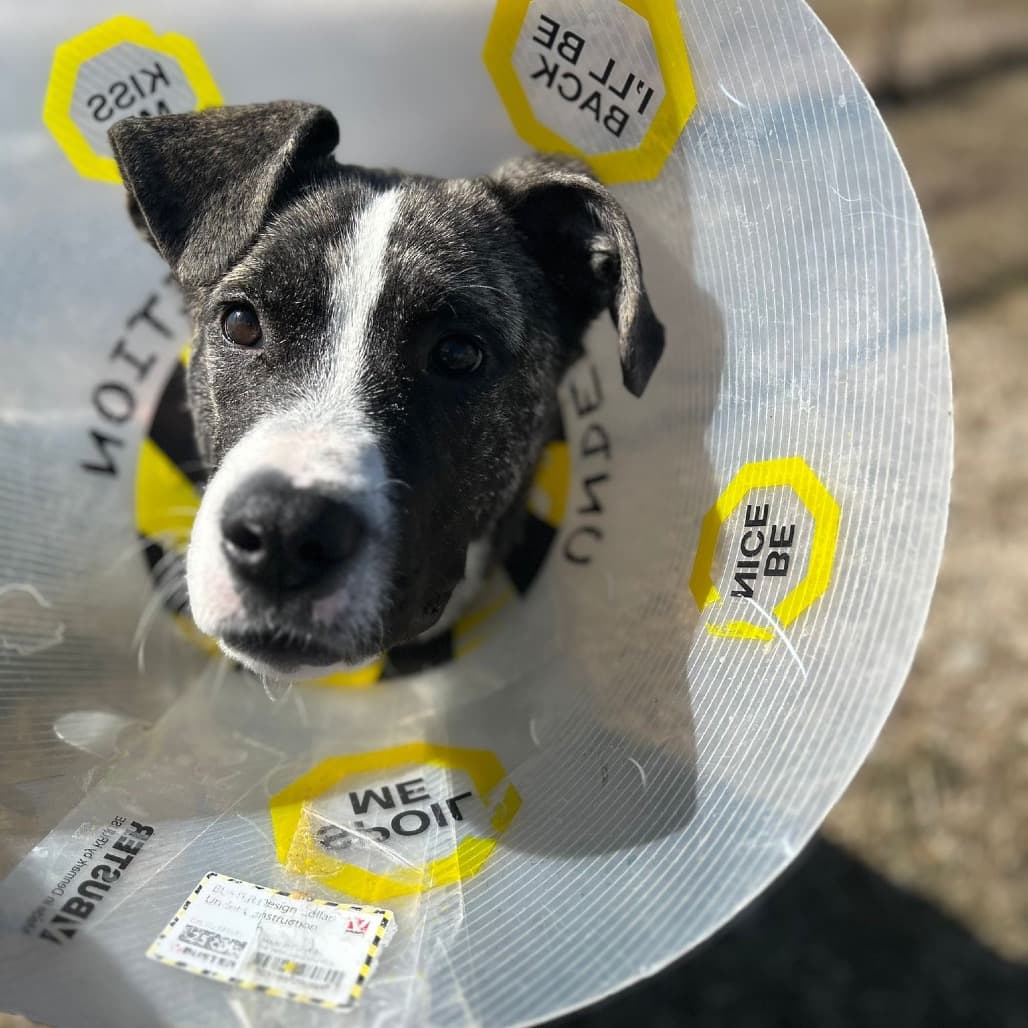 Noonie - TERRIER, PIT BULL/MIX available for adoption at SCARS in Calgary