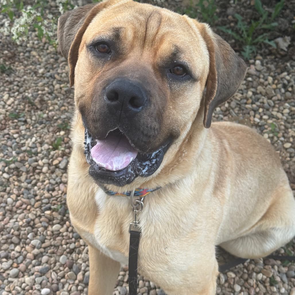 Frank - Mixed Breed (Large) available for adoption at Prince Albert SPCA in Saskatchewan