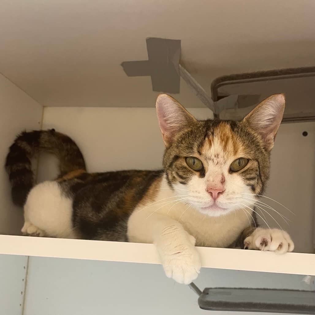 Jolene - Domestic Shorthair cat available for adoption in Saskatchewan