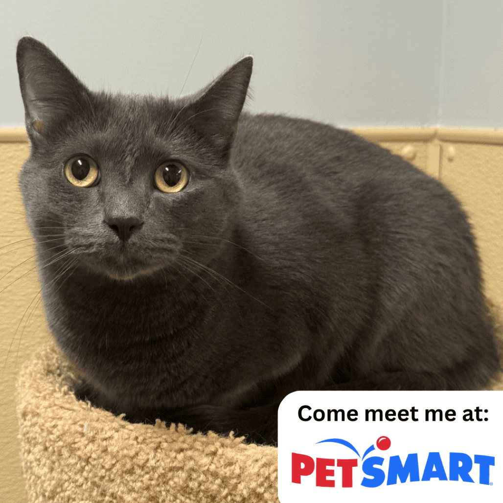 Mickey - Domestic Shorthair available for adoption