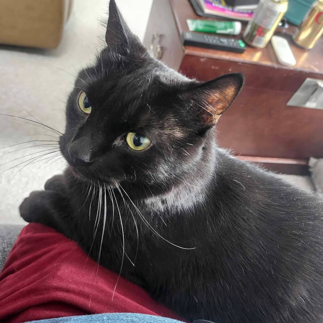 Mowgli - Domestic Shorthair available for adoption