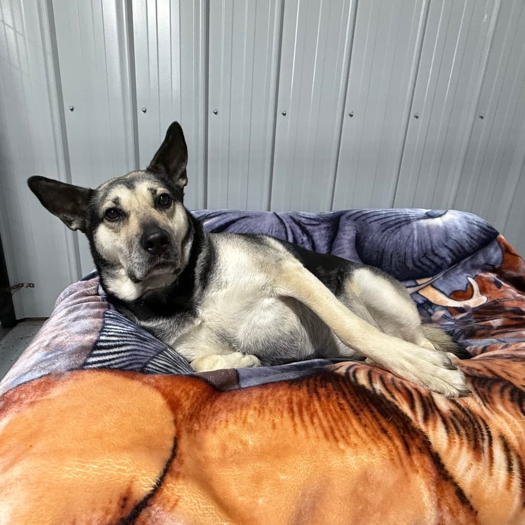 Esme - MIXED BREED available for adoption at SCARS in Calgary