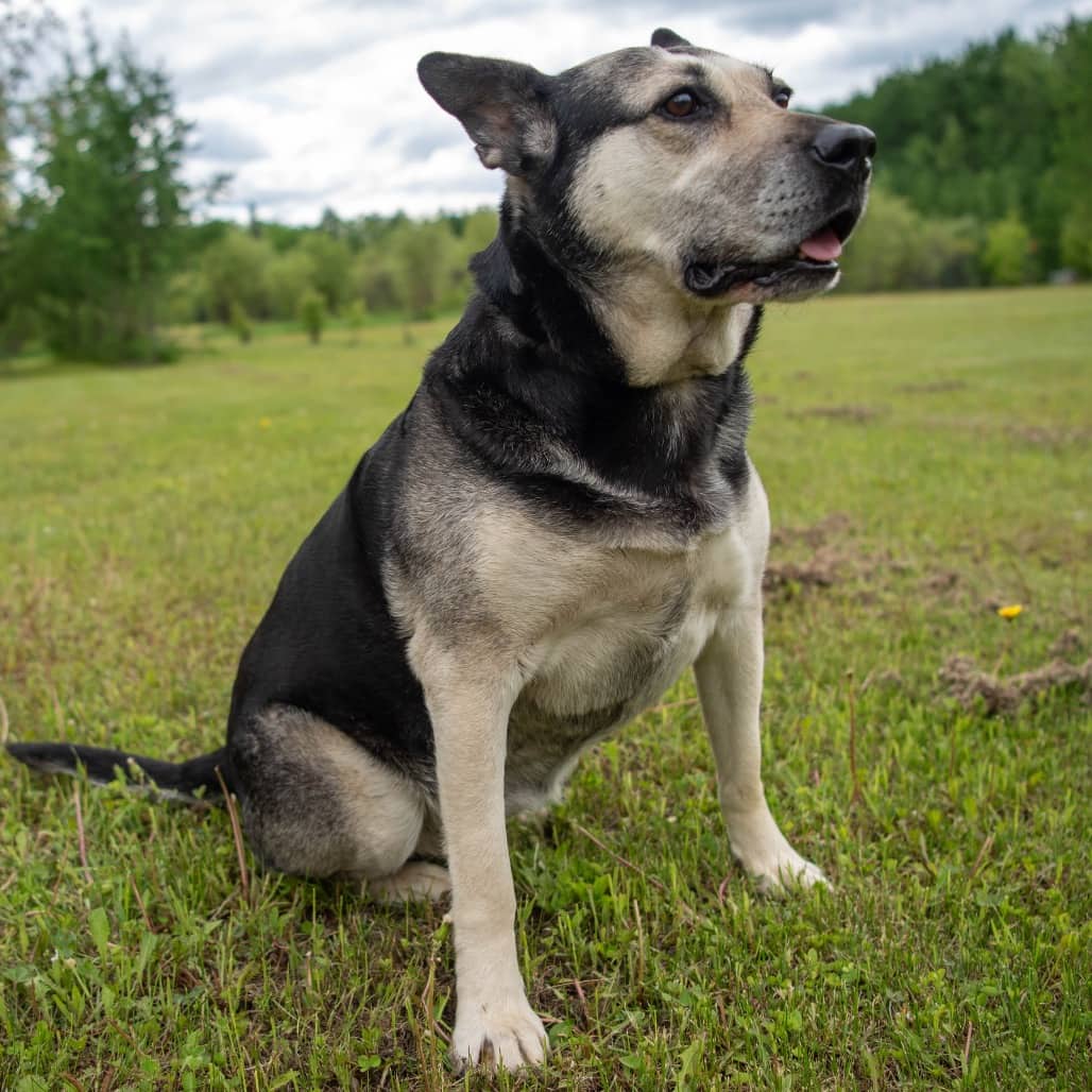 Esme - MIXED BREED available for adoption
