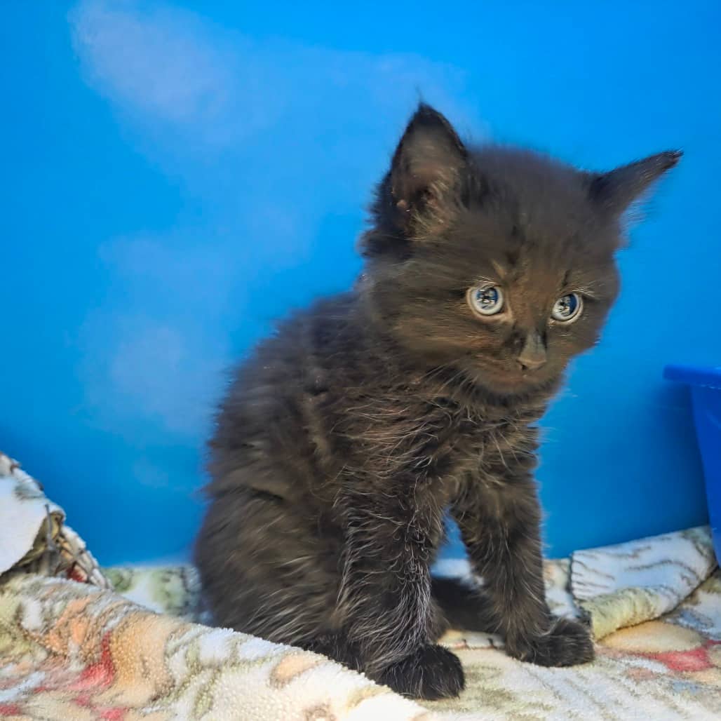 Ragnar - Domestic Medium Hair cat available for adoption at Battlefords Humane Society in North Battleford
