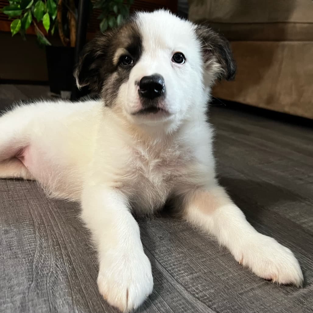 Feyre - MIXED BREED available for adoption