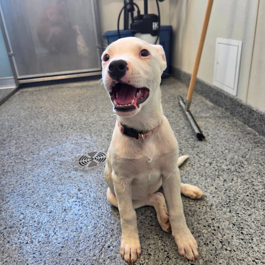 Da Vinci - Dalmatian / Terrier, Pit Bull available for adoption in Saskatchewan