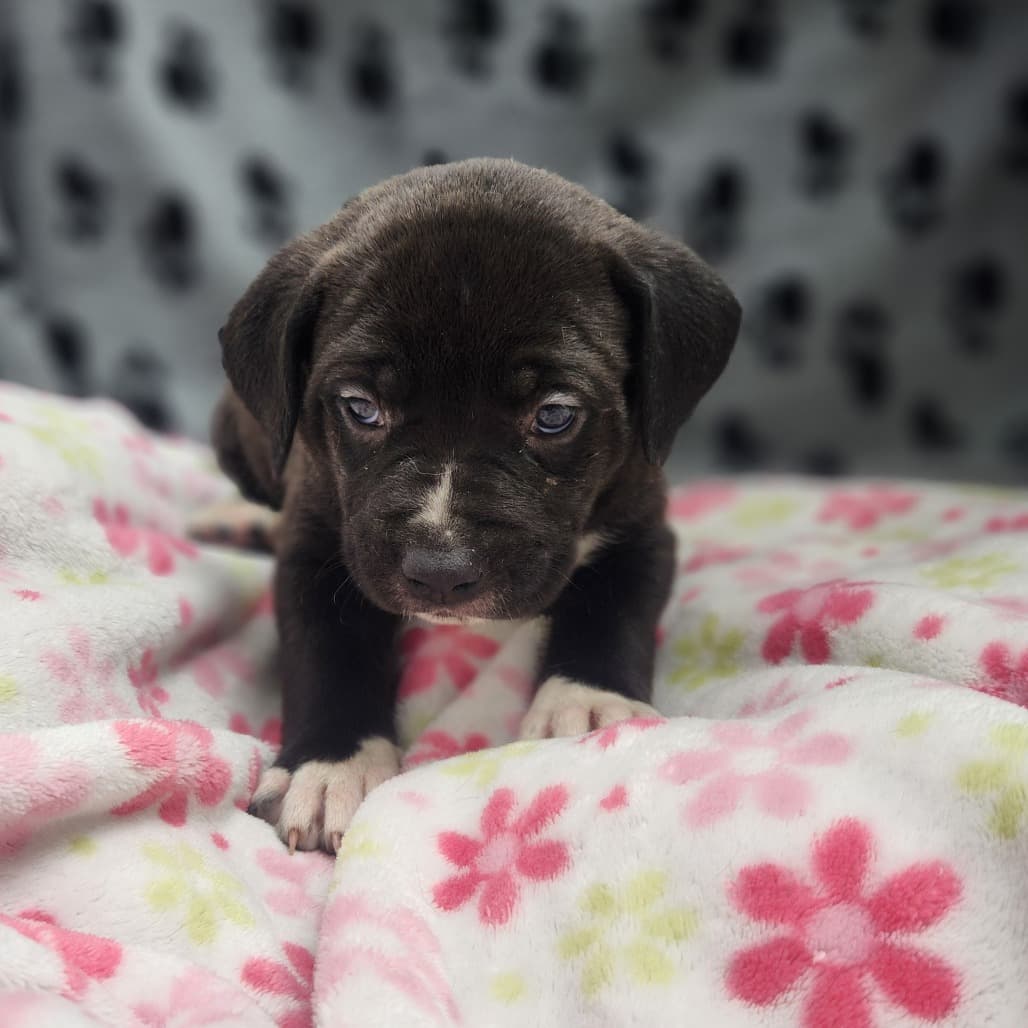 2 - Tasmin - Terrier, Pit Bull / Mixed Breed (Medium) available for adoption in Saskatchewan