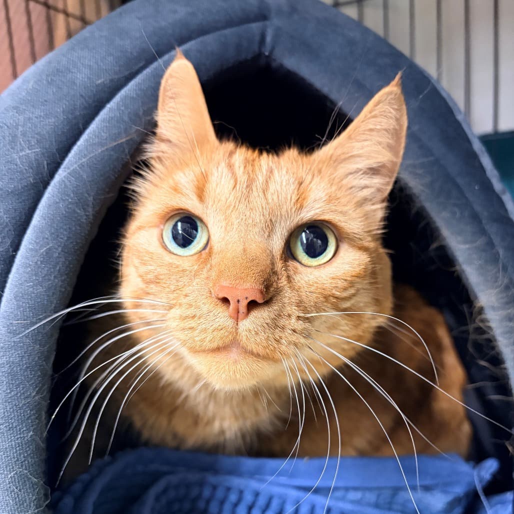 Rosie - Domestic Medium Hair cat available for adoption at Moose Jaw Humane Society in Moose Jaw