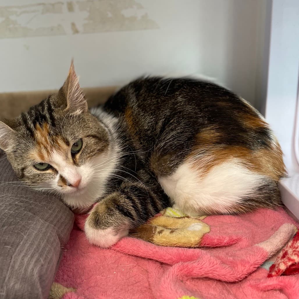 Patches - Domestic Shorthair available for adoption