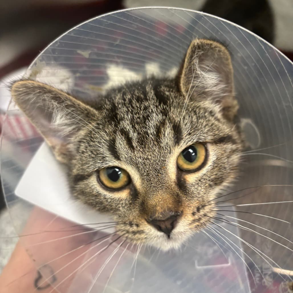 Twig - Domestic Shorthair cat available for adoption at Saskatoon SPCA in Saskatoon