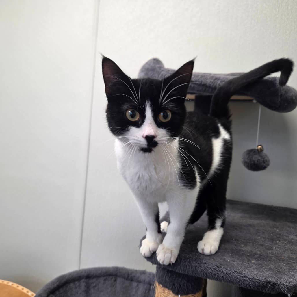 Tupperware - Domestic Shorthair cat available for adoption in Saskatchewan