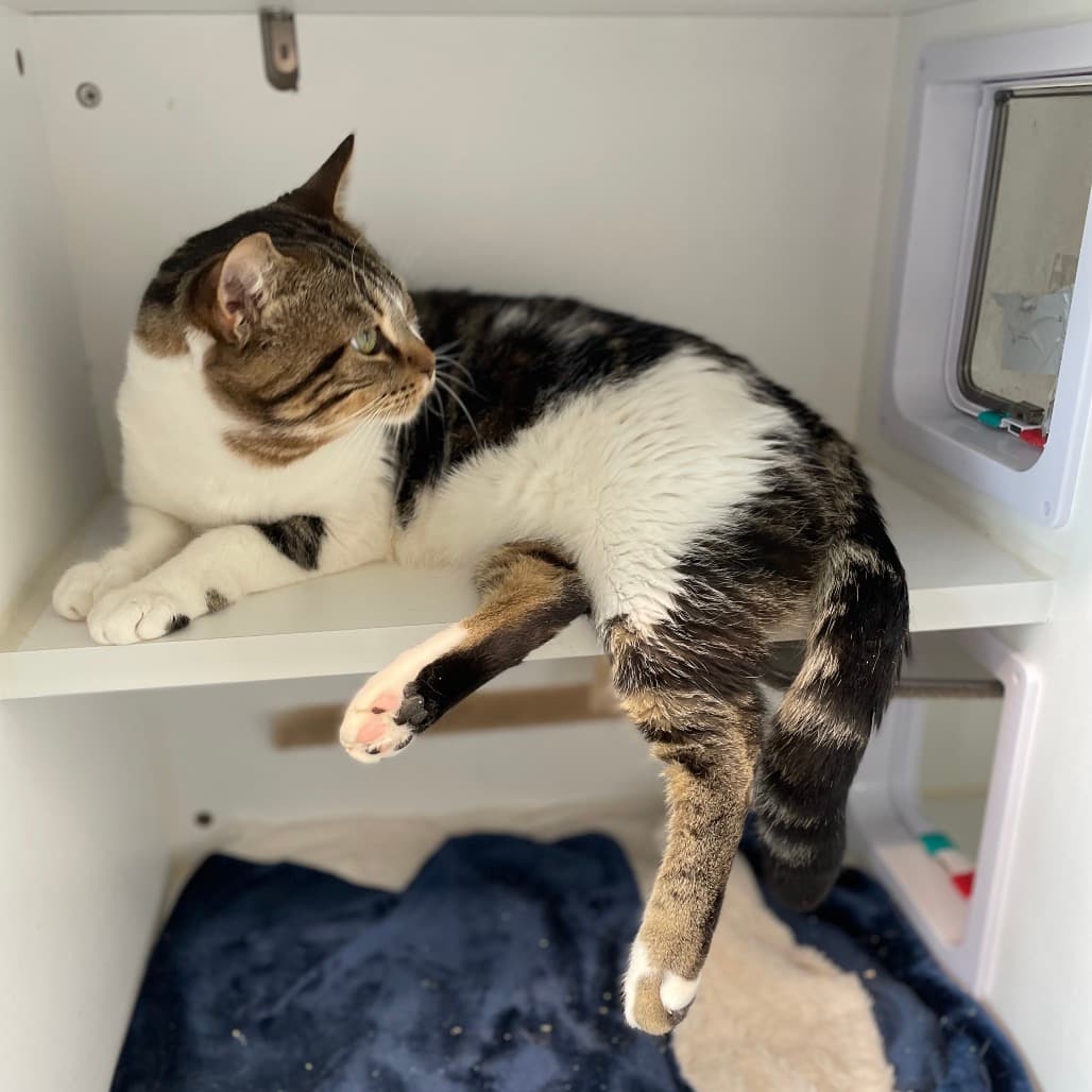 Chaos - Domestic Shorthair available for adoption