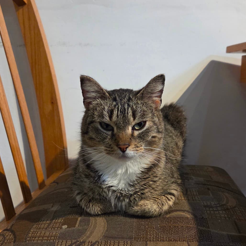 Cue - Domestic Shorthair cat available for adoption at Battlefords Humane Society in Saskatchewan