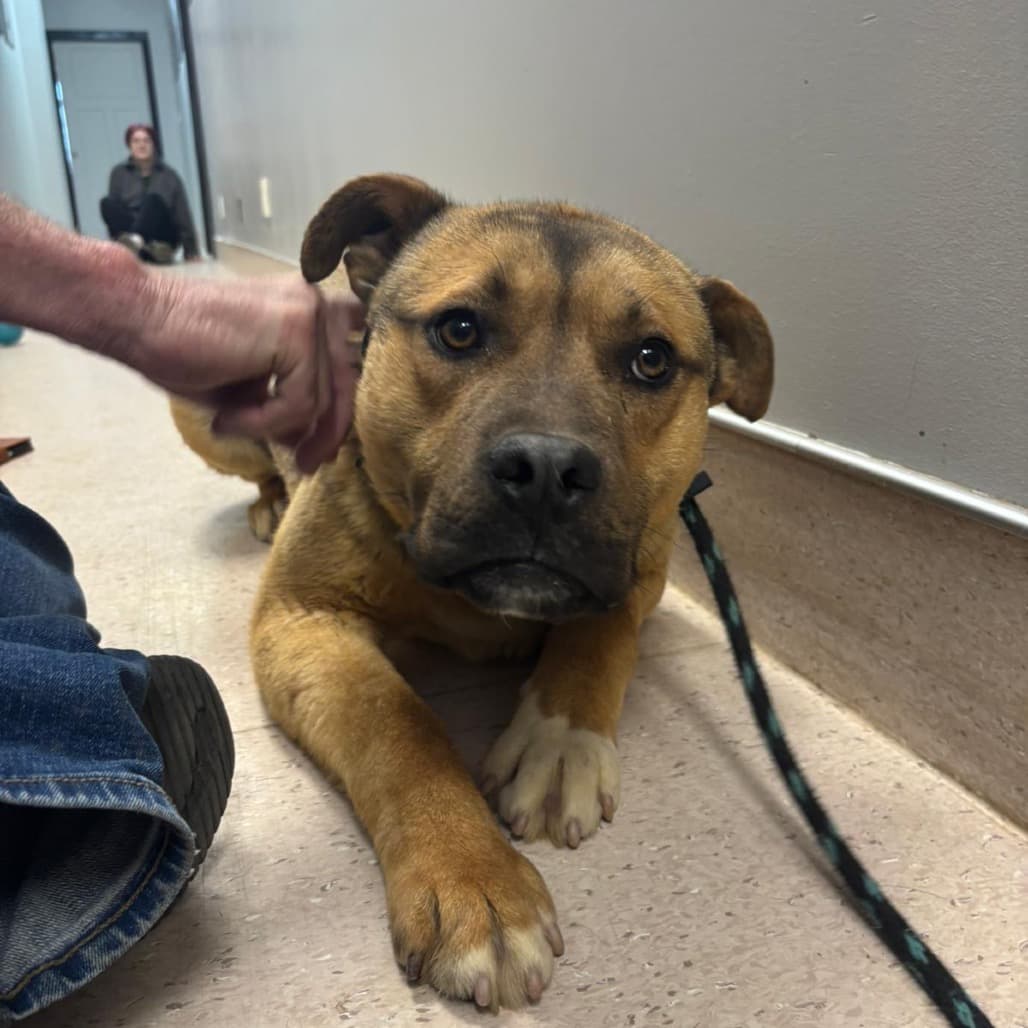 Pudge - MIXED BREED available for adoption at SCARS in Calgary
