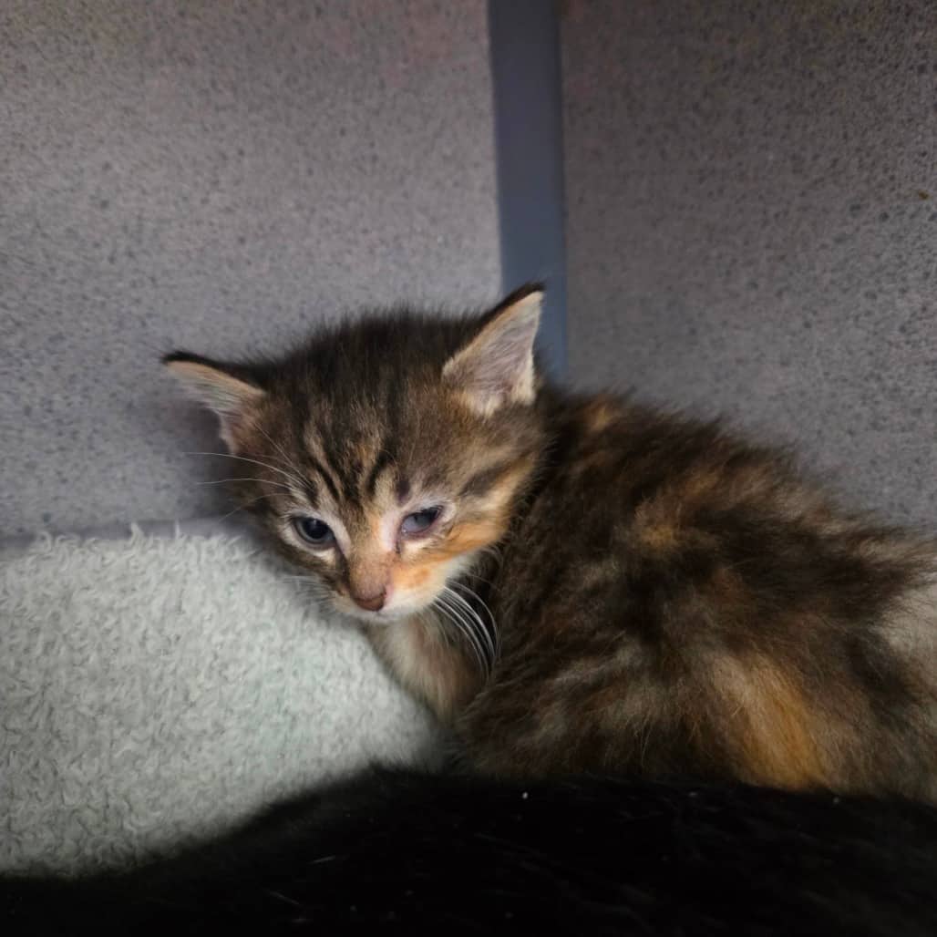 Serena - Domestic Shorthair available for adoption