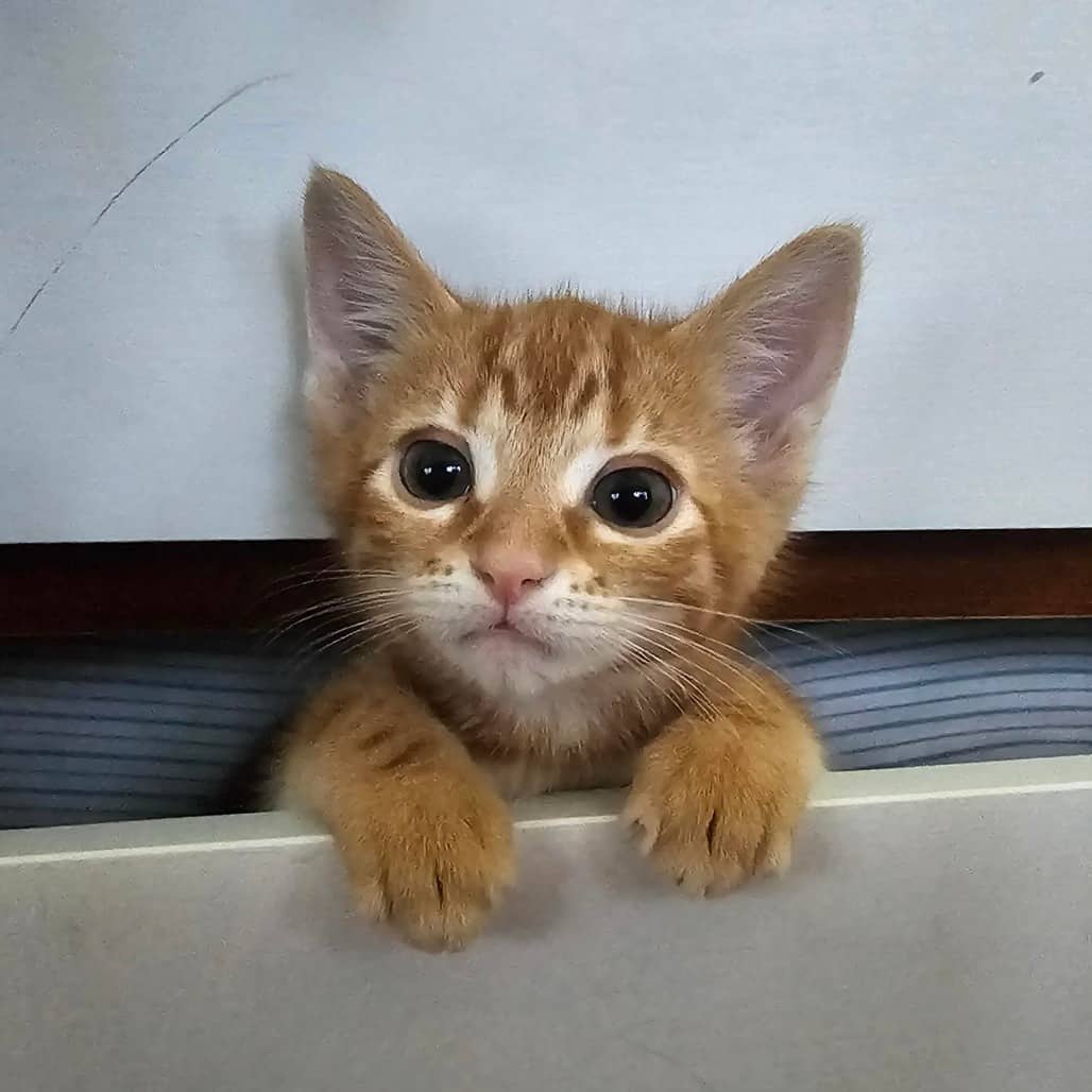 Nugget - Domestic Shorthair available for adoption