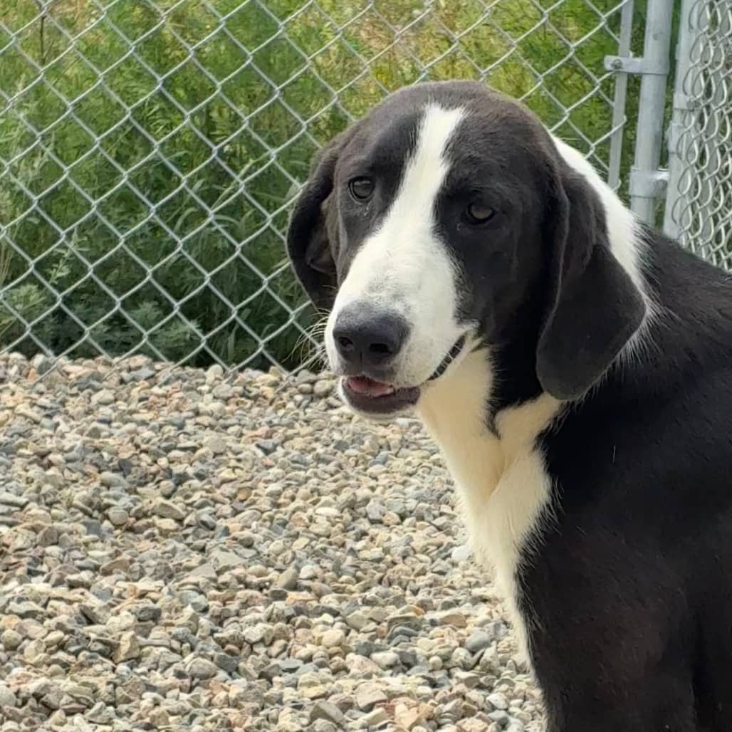 Nellie - Collie, Border / Coonhound available for adoption