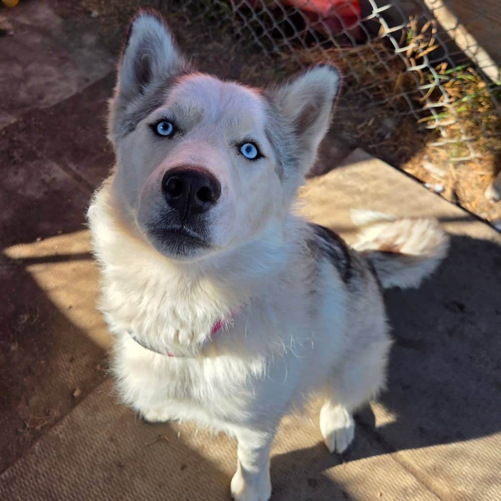 Aria - Husky, Siberian available for adoption in Saskatchewan