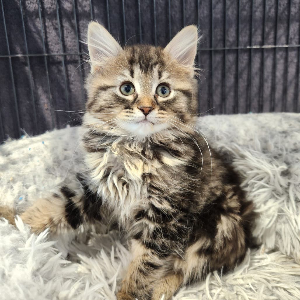 Coffee - Domestic Medium Hair cat available for adoption at Battlefords Humane Society in North Battleford