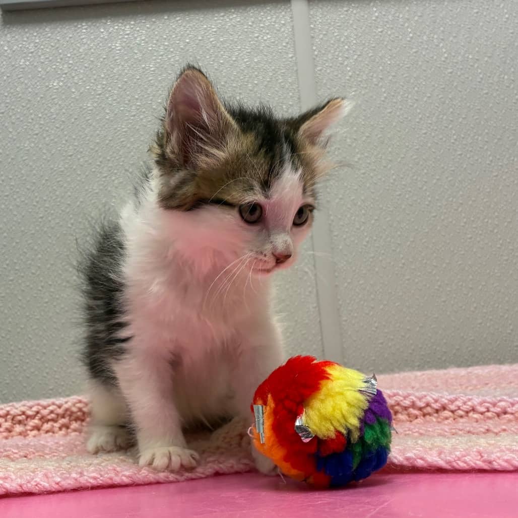 Corey - Domestic Medium Hair cat available for adoption in Saskatchewan