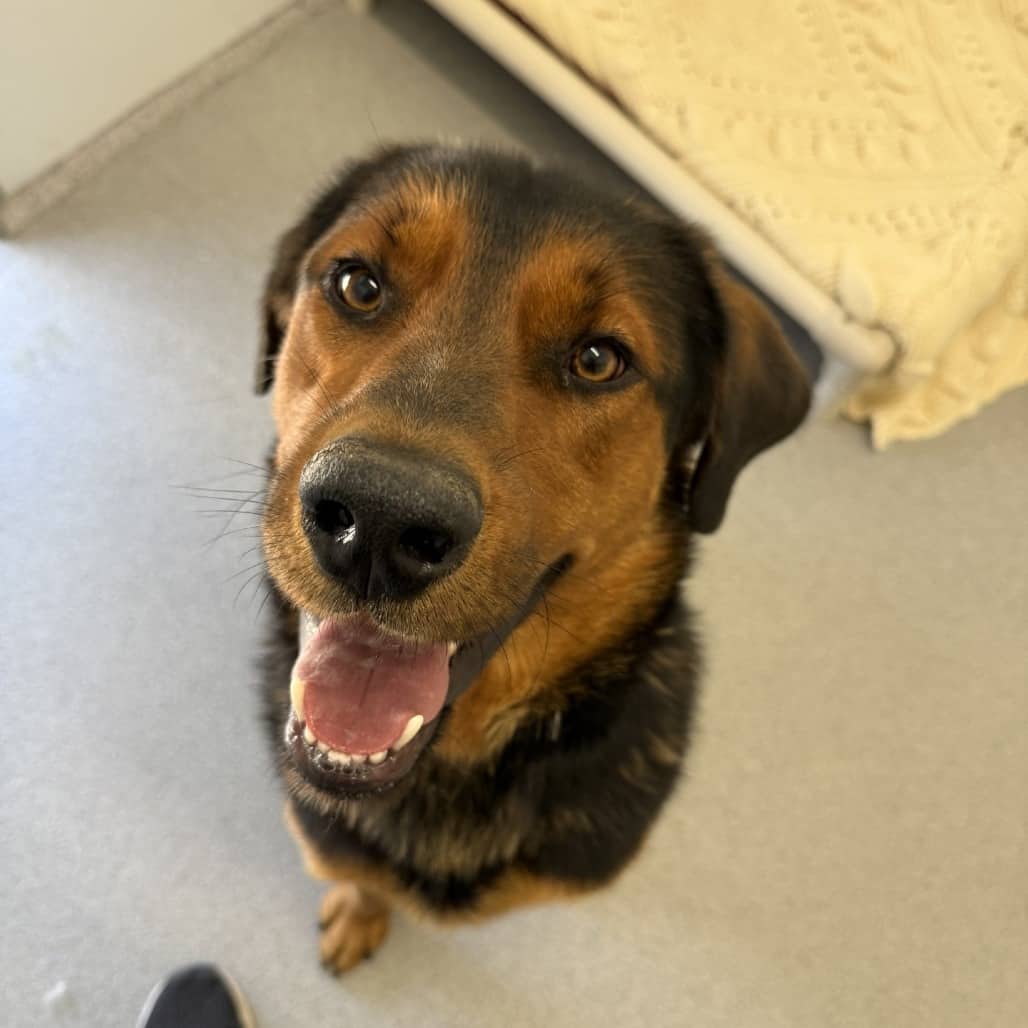 Luca - Shepherd, German / Retriever, Black Labrador available for adoption in Saskatchewan