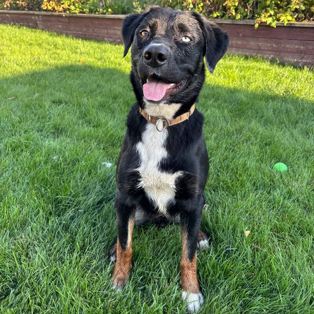 Auggy - SHEPHERD/MIX available for adoption in Alberta
