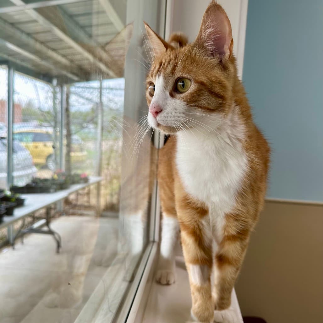 DJ - Domestic Shorthair cat available for adoption in Calgary