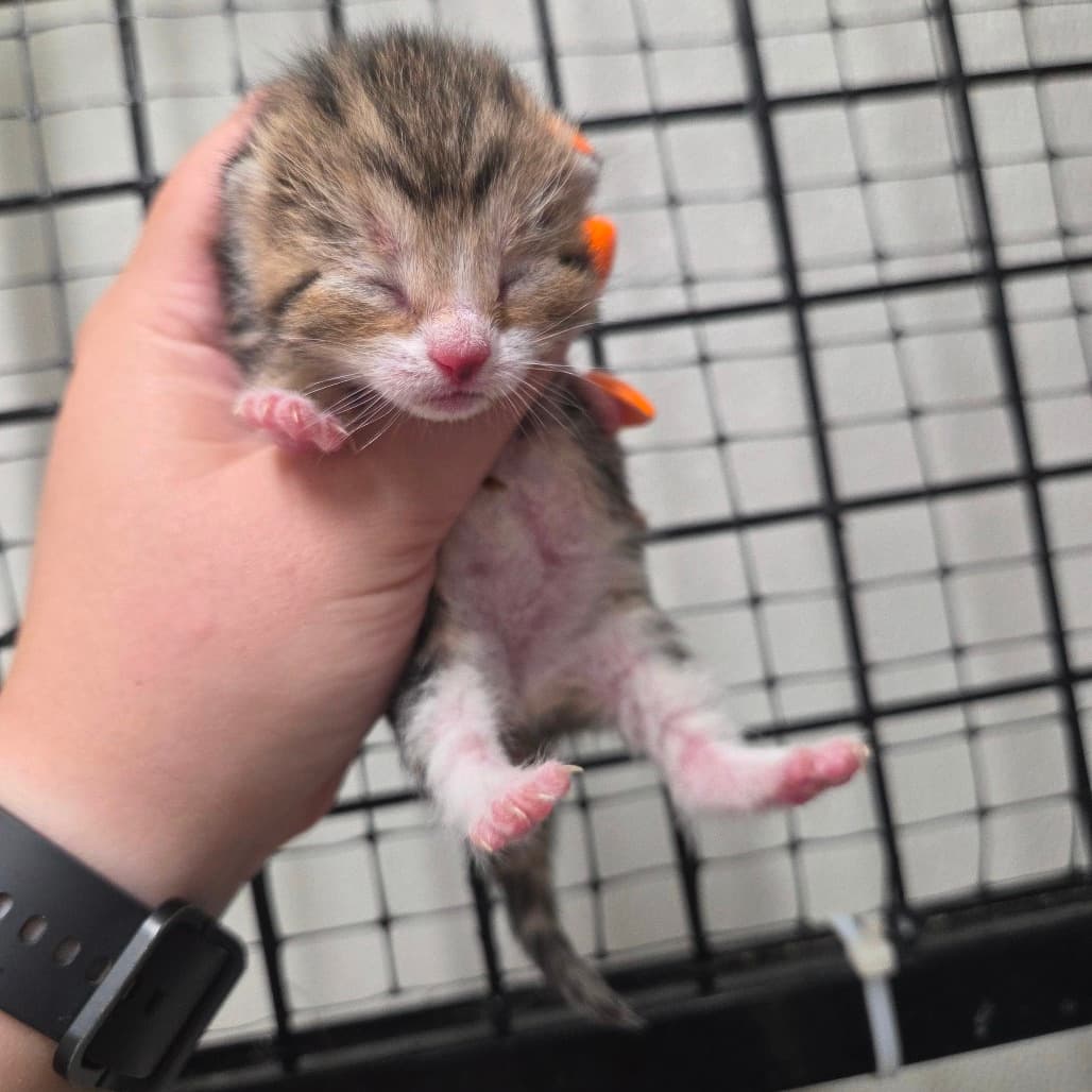Parsley - Domestic Shorthair cat available for adoption at Battlefords Humane Society in North Battleford