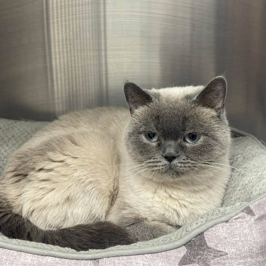 Misty - British Shorthair cat available for adoption at Border Paws Animal Shelter in Lloydminster